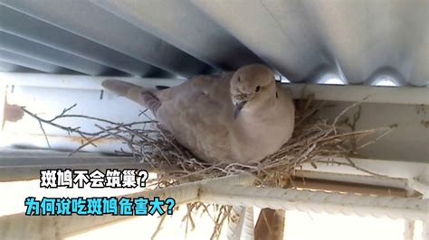 斑鳩死前的徵兆